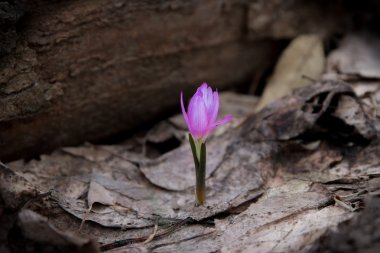 Bahar crocus bahçesinde