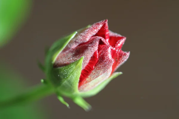 New rose is growing — Stock Photo, Image