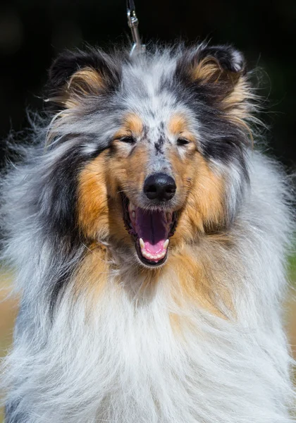 Estudio de cabeza de collie hembra áspera —  Fotos de Stock