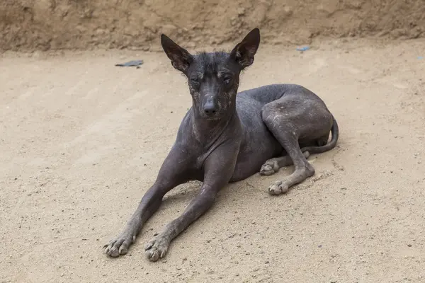 Peruaanse Haarloze Hond Trujillo Peru Stockafbeelding