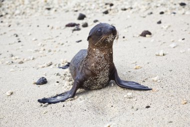 Bebek deniz aslanı kum ile onun göğsünde sıkışmış