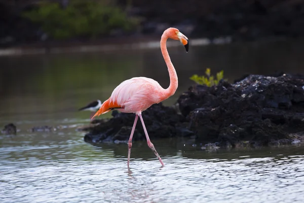 Flamingo Galapagos küçük gölünde besleme