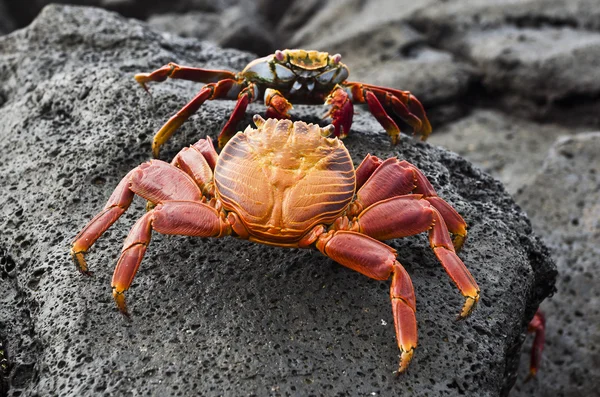 Yengeç Zayapa tipik Galapagos