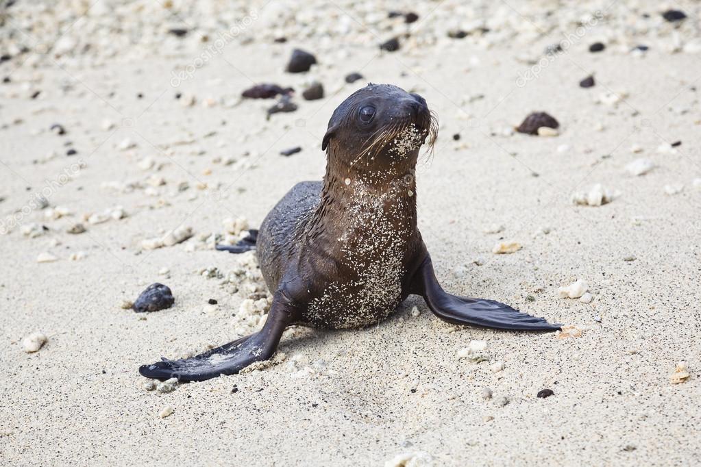 Baby sea lion with sand stuck in his chest
