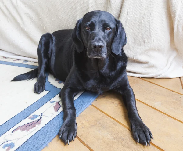 Siyah Labrador oturma odasında