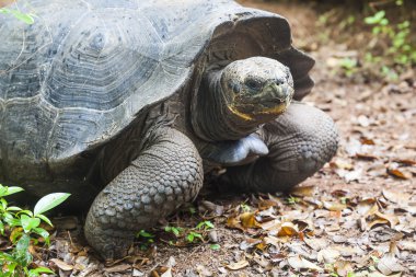 Galapagos kaplumbağası