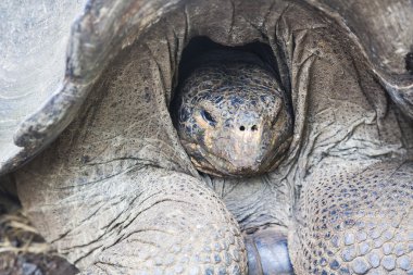 Galapagos kaplumbağası