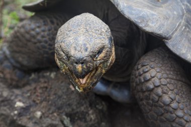 Galapagos kaplumbağası