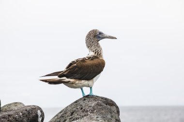 Blue-footed booby clipart