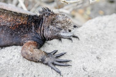 Küçük deniz Iguana
