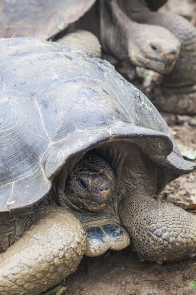 Tartaruga-de-galápagos — Fotografia de Stock