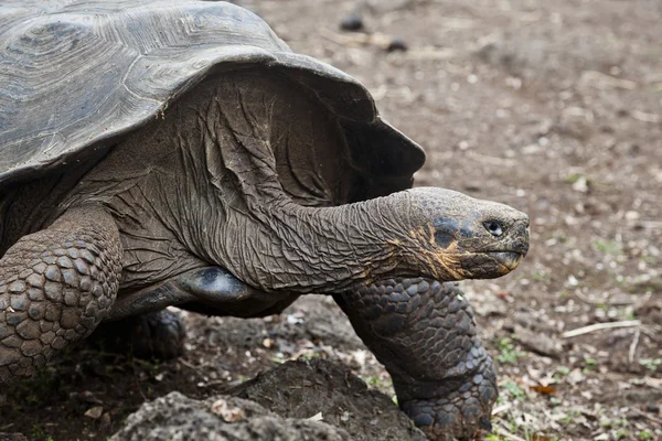 Galapagos kaplumbağası — Stok fotoğraf