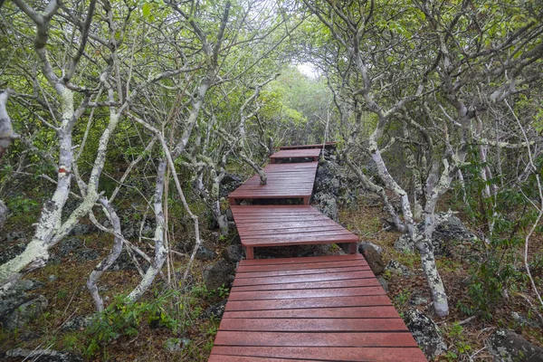 Ahşap yol Galapagos