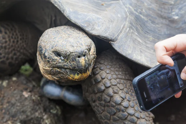 Tartaruga-de-galápagos — Fotografia de Stock