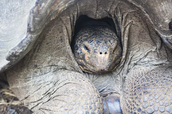 Galapagos-schildpad — Stockfoto