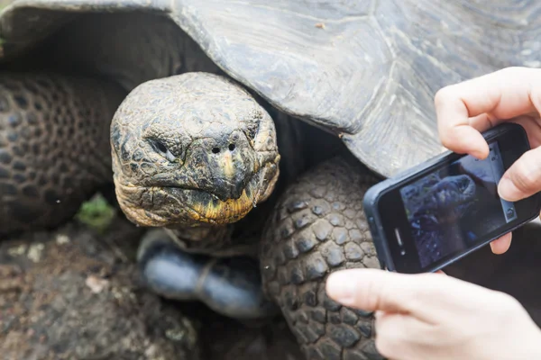 Galapagos-schildpad — Stockfoto