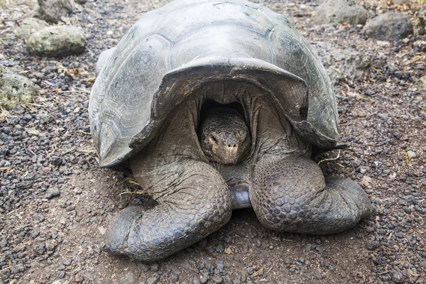 Galapagos turtle — Stock Photo, Image