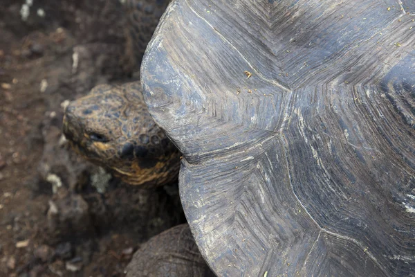 Turtle shell — Stockfoto