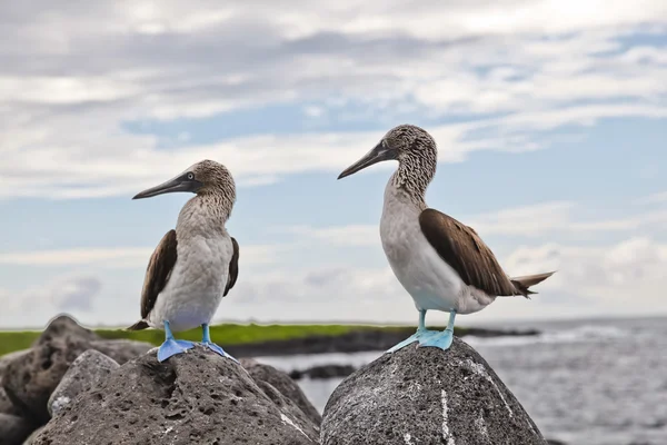 Blauwvoetbooby — Stockfoto