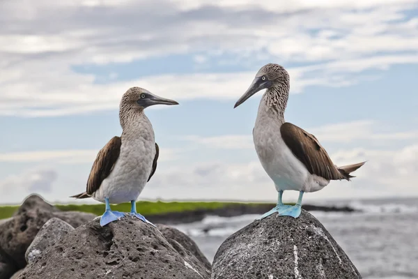 Blåfot Booby – stockfoto