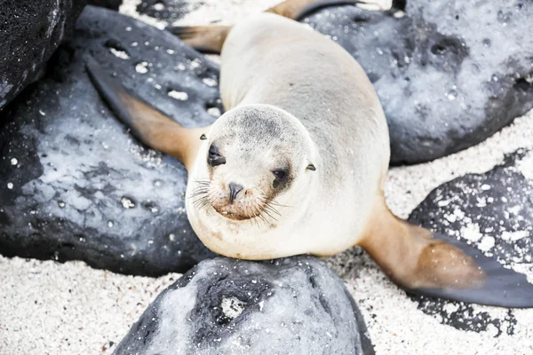 Sea lion — Stock Photo, Image