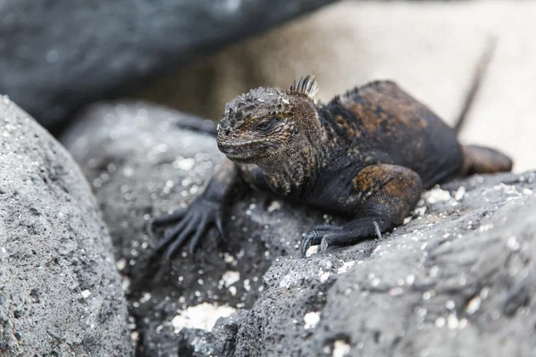 Iguana marinha pequena — Fotografia de Stock