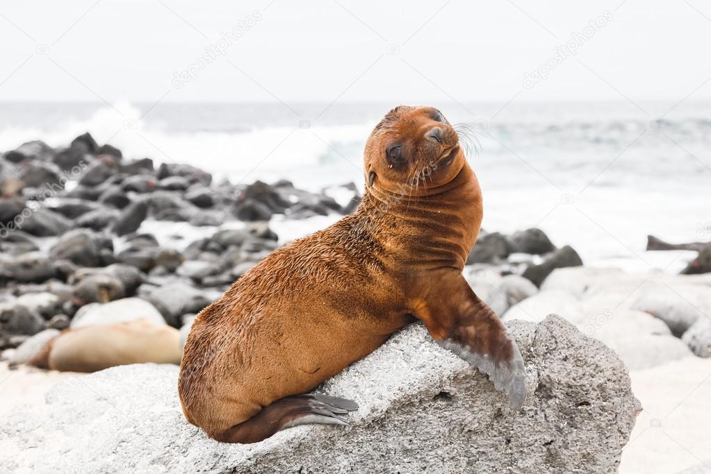 1 878 Baby Sea Lion Stock Photos Baby Sea Lion Images Depositphotos