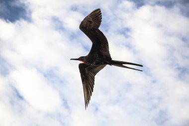 Muhteşem bir frigatebird (Fregata magnificens) uçar