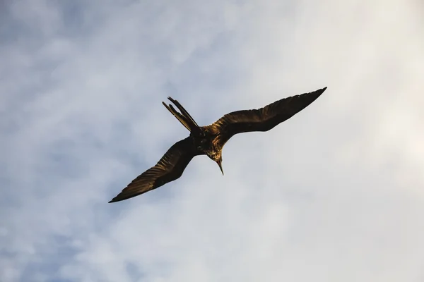 Un magnifico frigatebird (Fregata magnificens) vola — Foto Stock