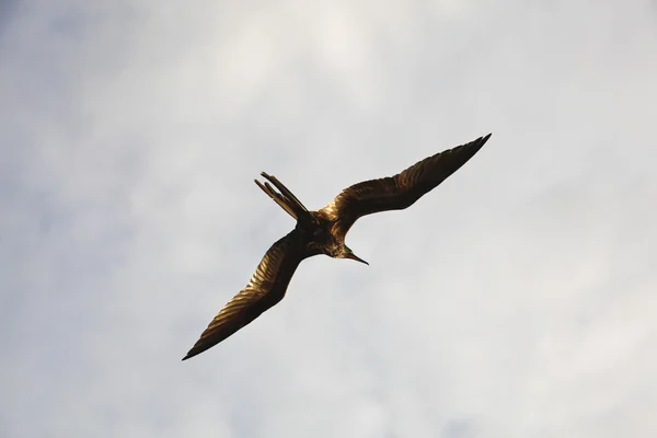 Un magnifico frigatebird (Fregata magnificens) vola — Foto Stock