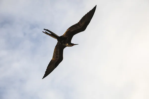 Un magnifico frigatebird (Fregata magnificens) vola — Foto Stock