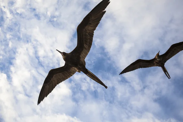 Muhteşem bir frigatebird (Fregata magnificens) uçar