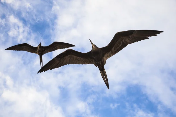 Muhteşem bir frigatebird (Fregata magnificens) uçar