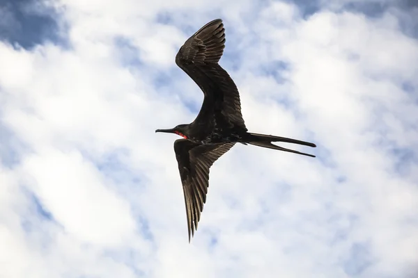 Muhteşem bir frigatebird (Fregata magnificens) uçar