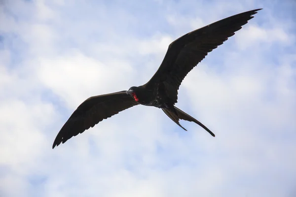 Muhteşem bir frigatebird (Fregata magnificens) uçar