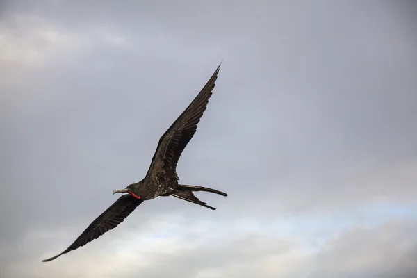 Великолепный фрегат (Великолепная Фрегата) летает — стоковое фото