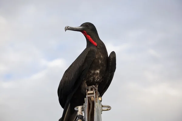 Um magnífico fragata (Fregata magnificens) voa — Fotografia de Stock