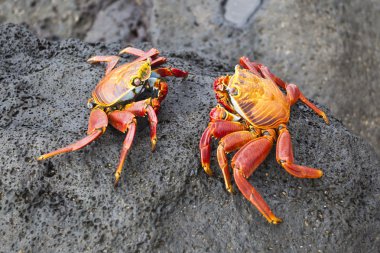 Zayapas couple crabs clipart