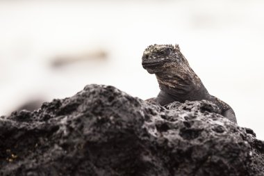 kayaların üzerinde iguana