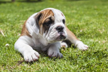 İngilizce bulldog yavrusu 