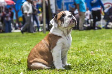 İngilizce bulldog yavrusu 