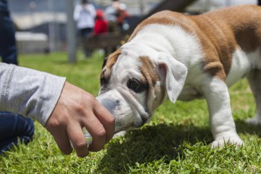 İngilizce bulldog yavrusu 