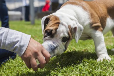 İngilizce bulldog yavrusu 