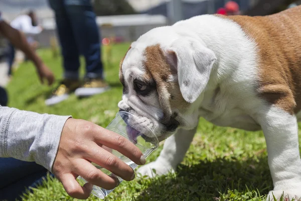 İngilizce bulldog yavrusu 