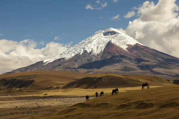 Volcán Cotopaxi y caballos salvajes — Foto de Stock