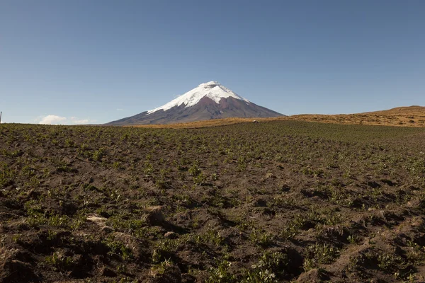 Pěstování brambor v Cotopaxi — Stock fotografie