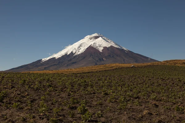 Cotopaxi patates bitkileri 