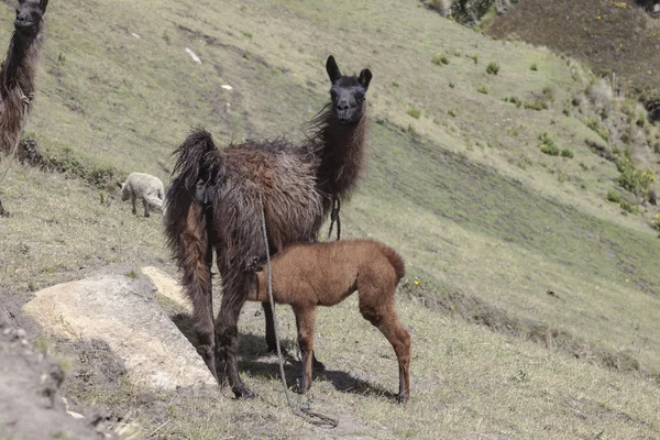 Lama voeden van haar baby — Stockfoto