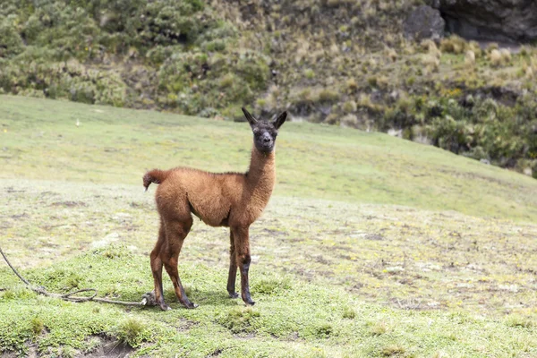 Lama van de baby een paar dagen oud — Stockfoto