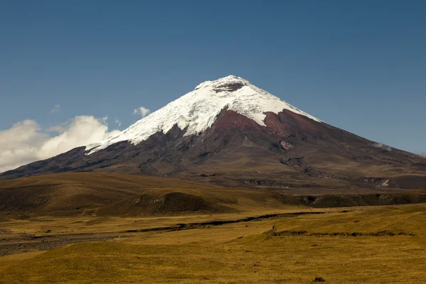 Cotopaxi volcano and moor Royalty Free Stock Images
